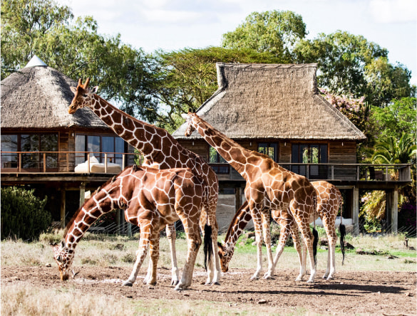 Seven Days of Extraordinary Safari in Northern Kenya